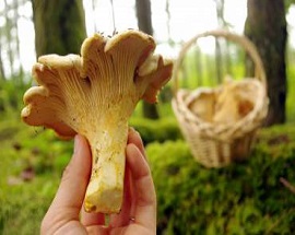 Pacific Golden Chanterelle formosus